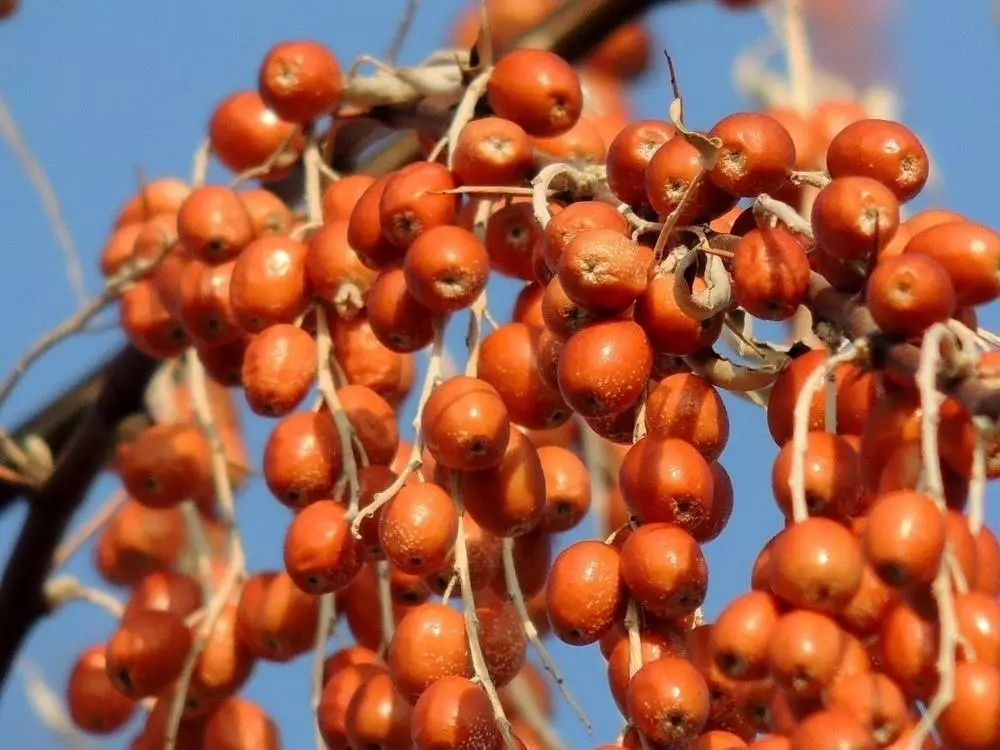 涼風(fēng)冷露早春天，雁鳴棗紅隴黔田